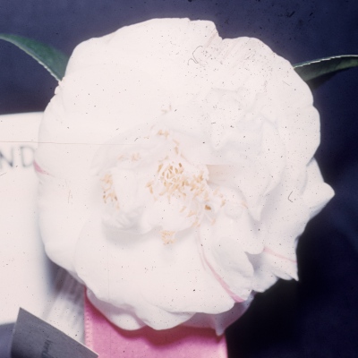 Norma Borland